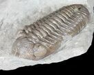 Prone Eldredgeops Trilobite - Ohio #50896-2